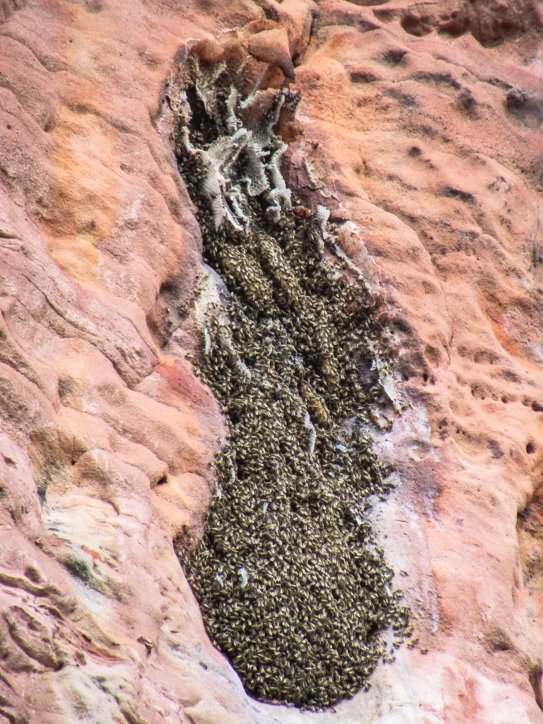 Colméia de abelhas - Pedra Furada - Jalapão - Vamos Trilhar