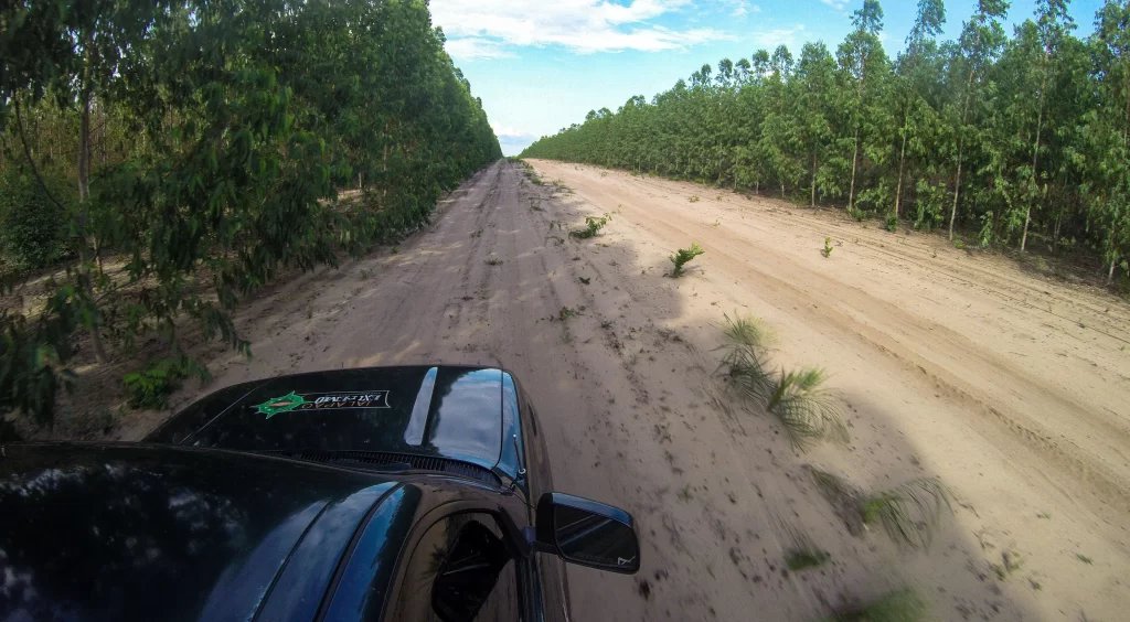 Floresta de Eucalipto - Ponte Alta do Tocantins - Jalapão - Vamos Trilhar