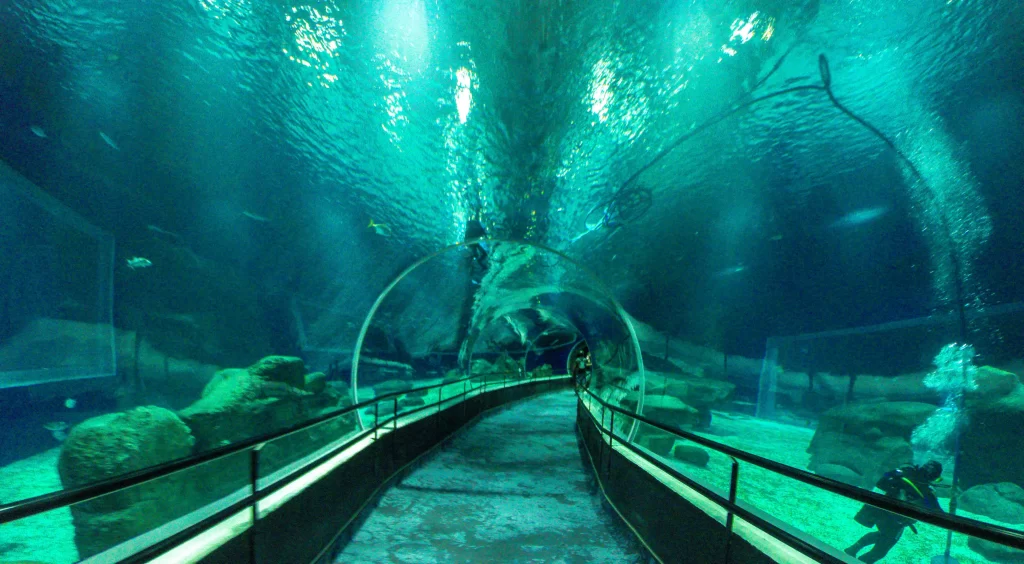 Túnel do Recinto Oceânico - AquaRio - Vamos Trilhar