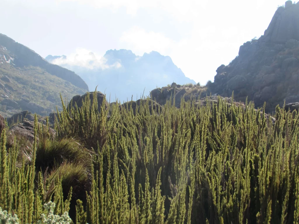 Caminho para a base do Pico das Agulhas Negras - Itatiaia - RJ - Vamos Trilhar