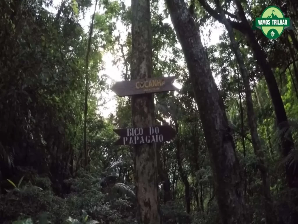 Descida do Bico do Papagaio - Floresta da Tijuca - Vamos Trilhar