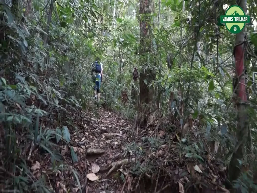 Segunda bifurcação da trilha da Serrilha do Papagaio - Floresta da Tijuca - Vamos Trilhar
