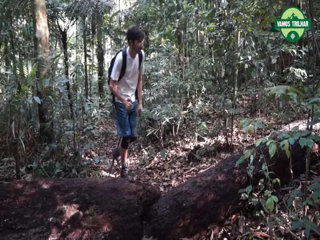 Tronco indicando caminho da trilha da Serrilha do Papagaio - Floresta da Tijuca - Vamos Trilhar