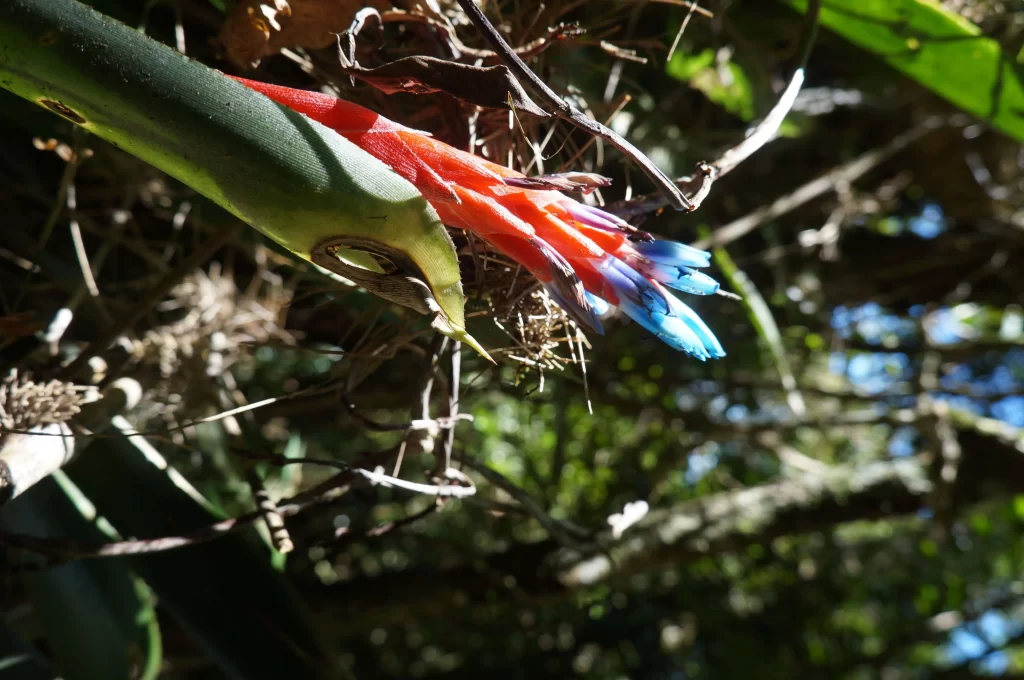 Flores na trilha da Pedra do Sino - Serra dos Órgãos - RJ - Vamos Trilhar