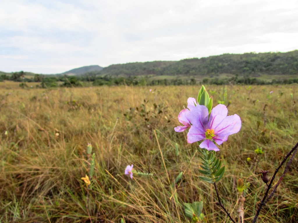 Paisagem na trilha da Cachoeira Santa Bárbara - Chapada dos Veadeiros - GO - Vamos Trilhar