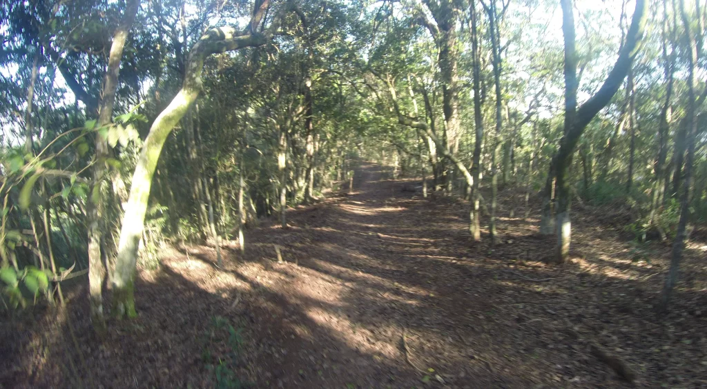 Terceira bifurcação - trilha do Mirante da Cascatinha e Alto do Cruzeiro - Floresta da Tijuca - RJ - Vamos Trilhar-min