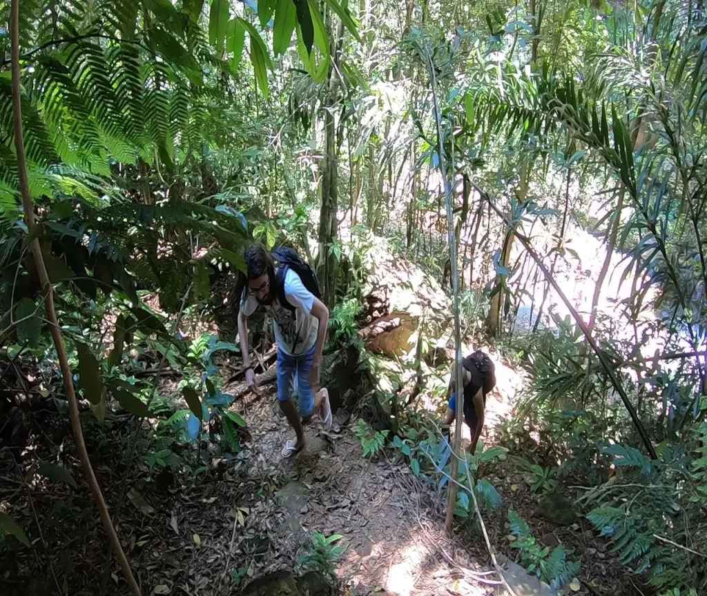 Subida pelo lado direito da Cachoeira do Amor - Alto da Boa Vista (Floresta da Tijuca - RJ)- Vamos Trilhar