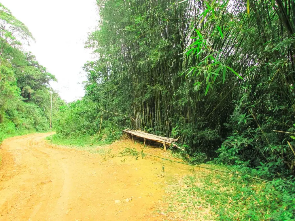 Atalho na trilha da Praia de Dois Rios - Ilha Grande - RJ - Vamos Trilhar-min