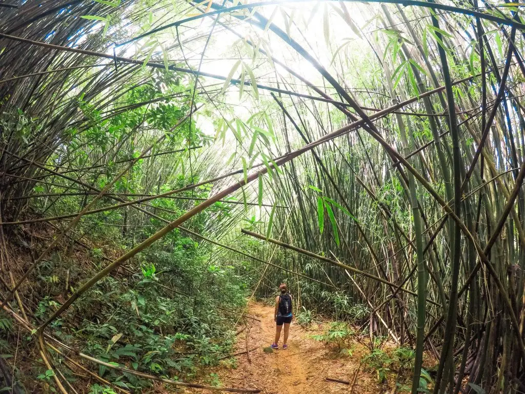 Trilha pelo bambuzal de atalho para Praia de Dois Rios - Ilha Grande - RJ - Vamos Trilhar-min