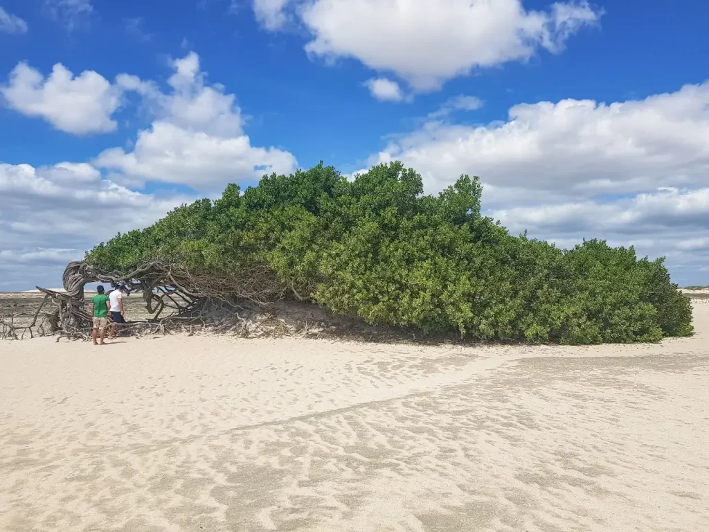 A Árvore da Preguiça - Jericoacoara - CE - Vamos Trilhar