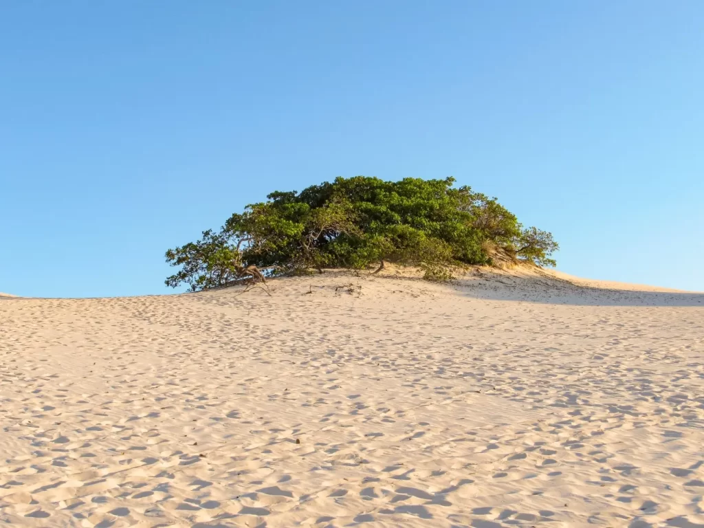 Árvore no Circuito Lagoa Azul - Lençóis Maranhenses - Vamos Trilhar