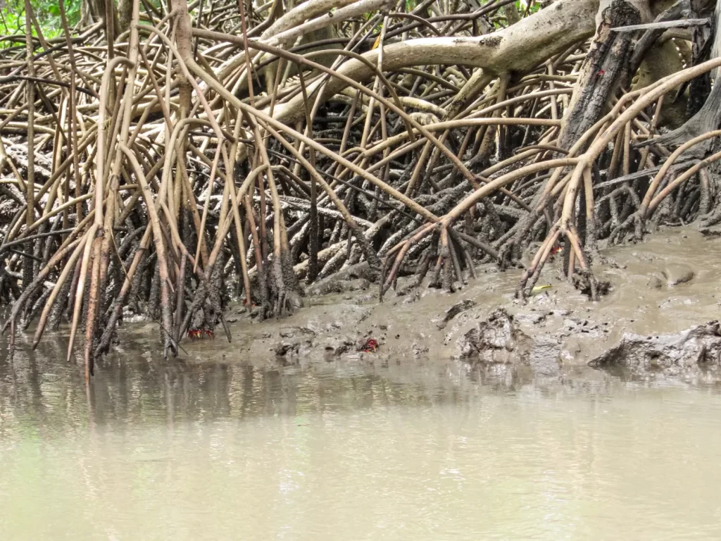 Mangues no Delta do Parnaíba - PI - Vamos Trilhar