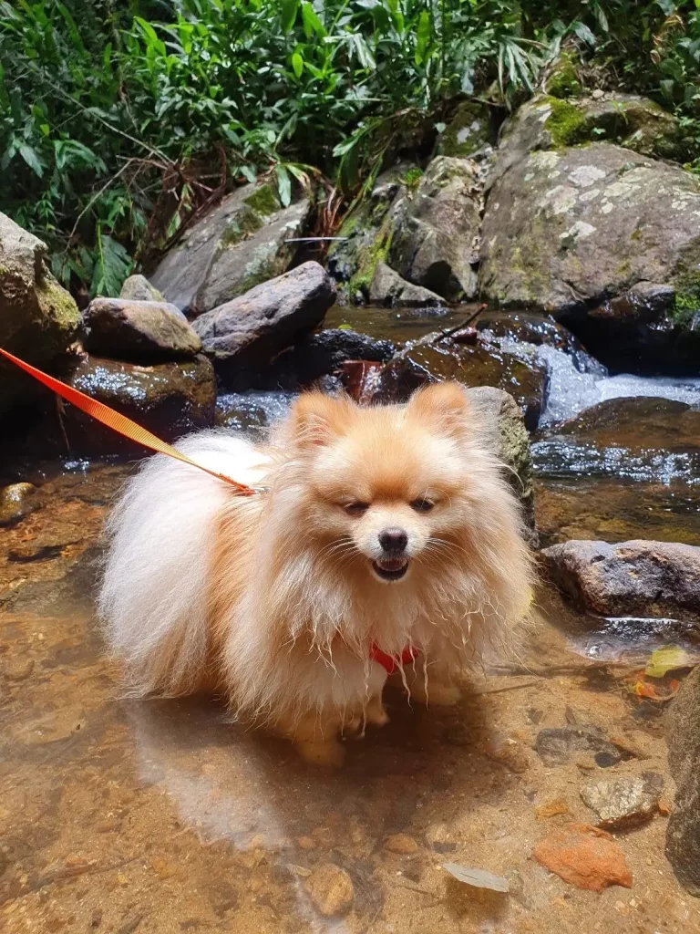 Poço raso na Cachoeira Véu da Noiva - Visconde de Mauá - RJ - Vamos Trilhar