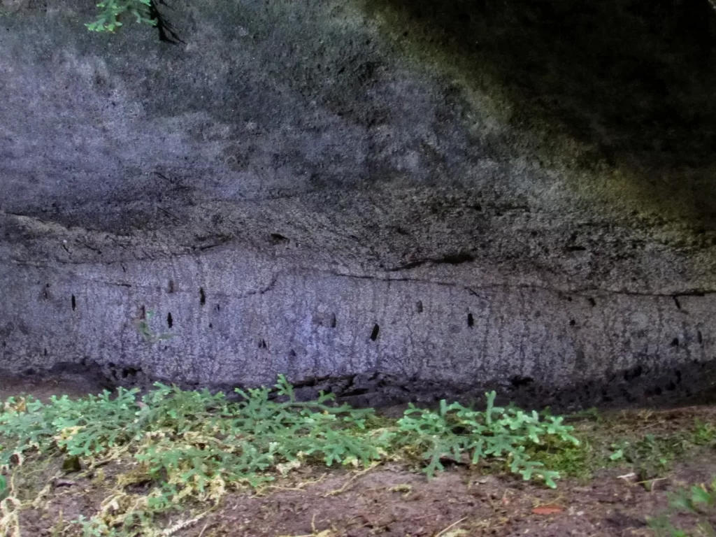 Flora e fauna da Fenda da Freira - Buraco do Padre - Ponta Grossa - PR - Vamos Trilhar