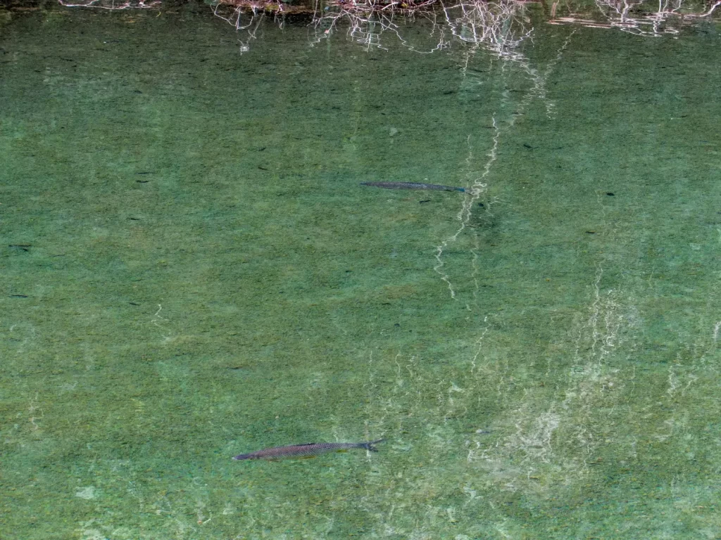 Peixes na Lagoa Dourada - Parque Estadual de Vila Velha - PR - Vamos Trilhar