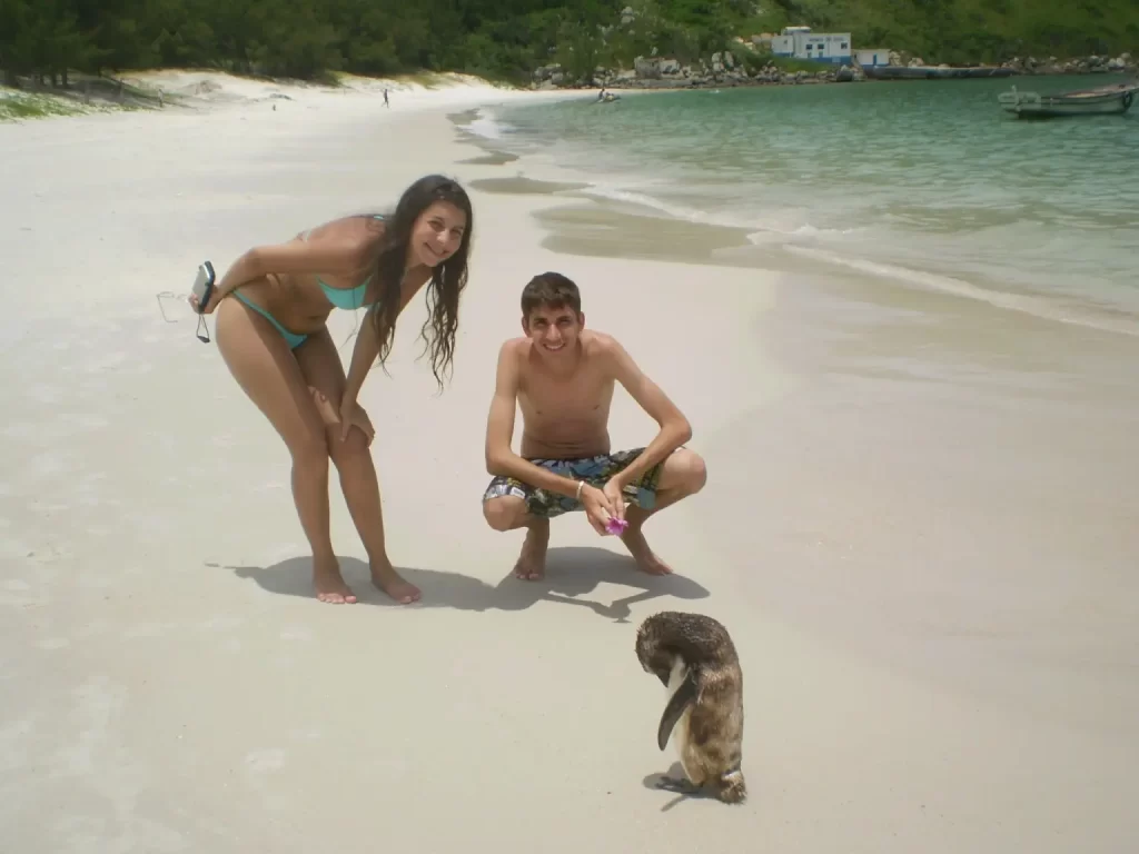 Pinguim na Praia da Ilha do Farol - Arraial do Cabo - Vamos Trilhar