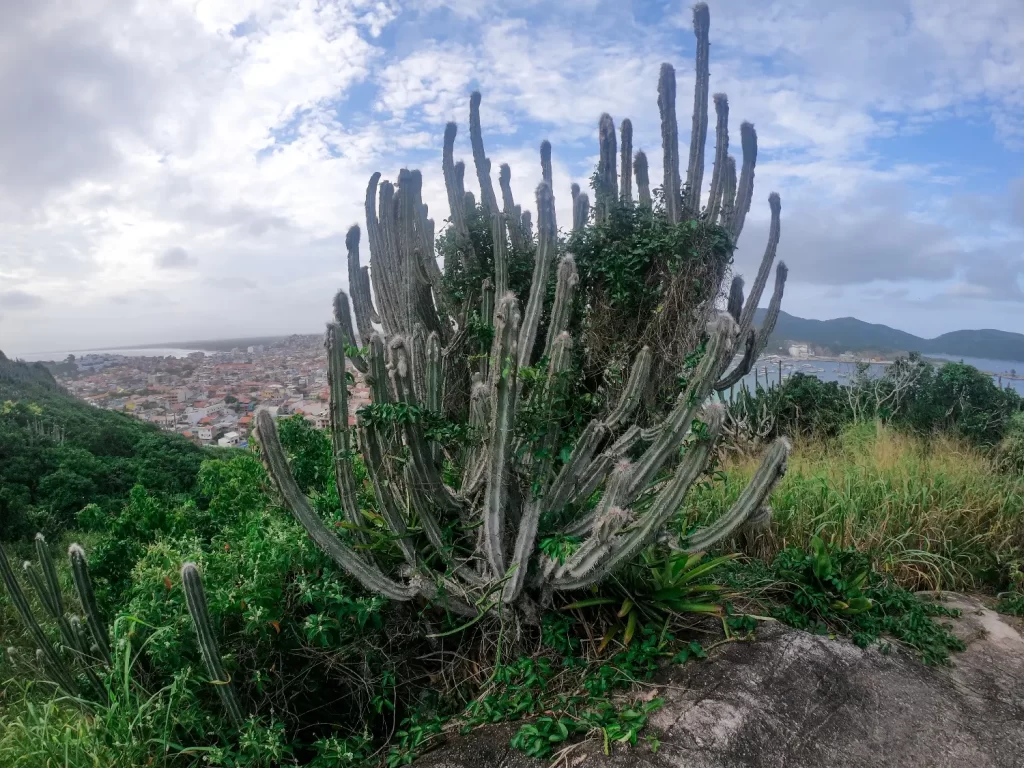 Cactos endêmicos - travessia Praia Brava x Praia Grande - Arraial do Cabo - RJ - Vamos Trilhar