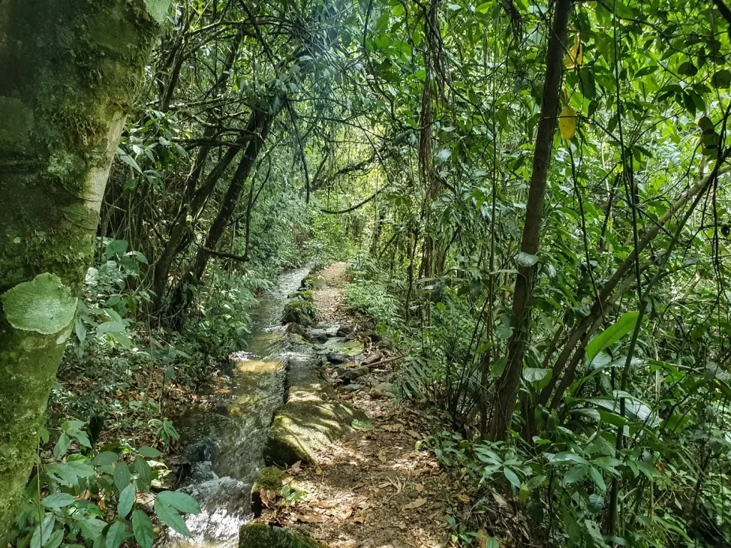 Calha d'água na trilha do Poço da Mãe D’Água - Parnaso - Guapimirim