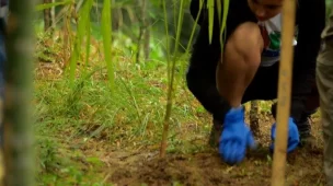 Mutirão na Trilha Janela do Céu no PNM Penhasco Dois Irmãos - Caminhadas Ecológicas RJ