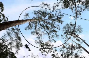 Conheça o The Treetop Crazy Rider: A montanha-russa em forma de tirolesa
