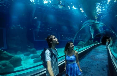 Conheça tudo sobre o AquaRio (Aquário Marinho do Rio de Janeiro)