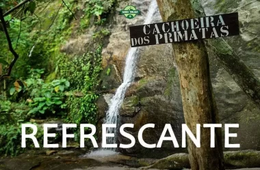 Cachoeira dos Primatas: como chegar e fazer a trilhar? (Horto – RJ) #37