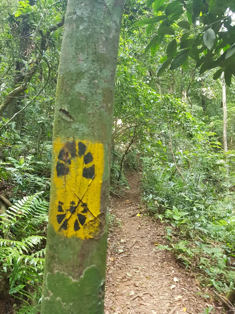 Marcações da Trilha Transcarioca na Trilha da Cachoeira da Imperatriz - Horto - RJ - Vamos Trilhar-min