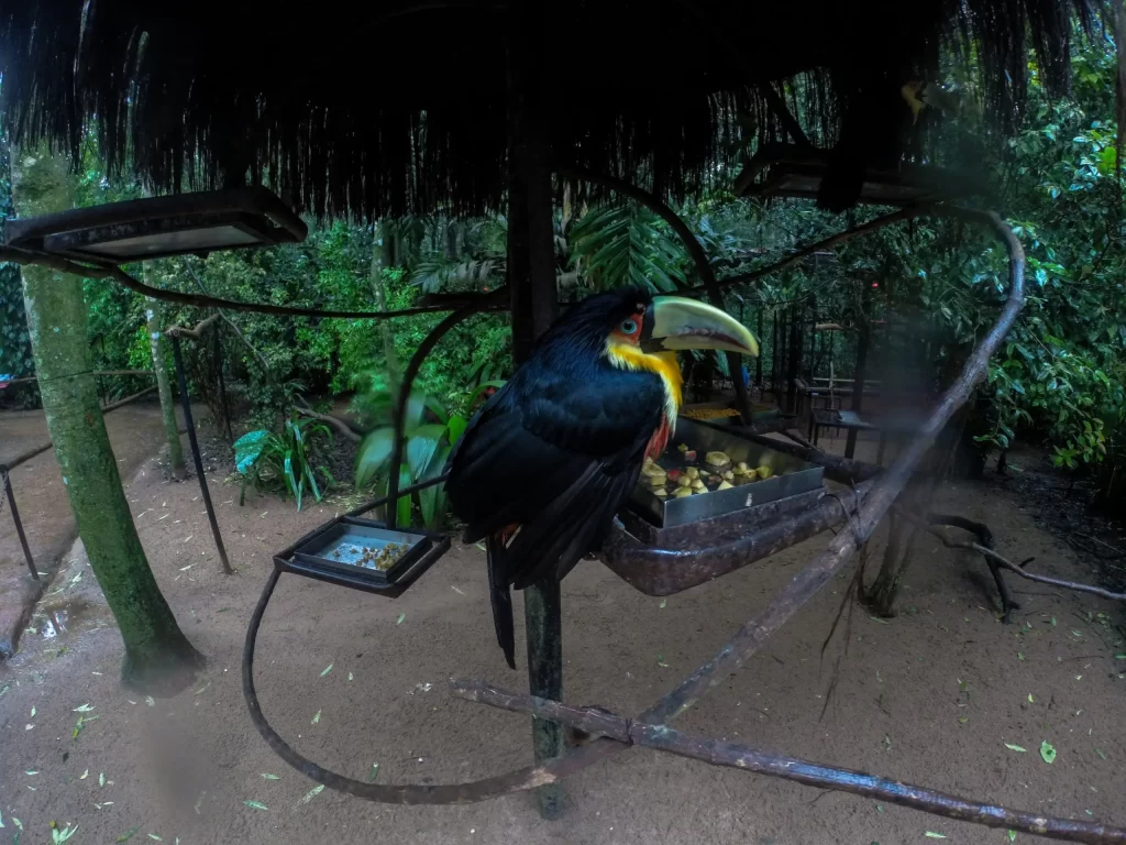 Tucano no Parque das Aves - Foz do Iguaçu - PR - Vamos Trilhar