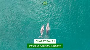 youtube-rj-guaratiba-passeio-baleias-jubarte-vamos-trilhar
