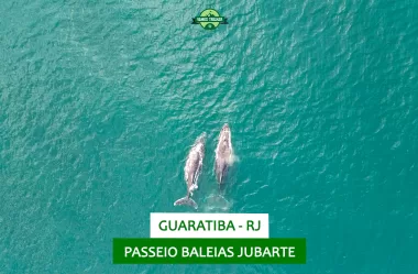 Como foi o passeio para ver Baleias Jubarte em Barra de Guaratiba (RJ)
