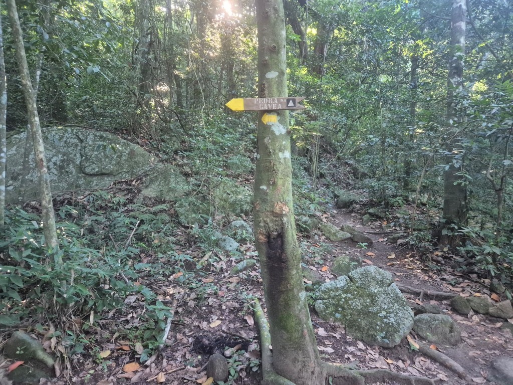 Bifurcação na trilha da Pedra da Gávea - Floresta da Tijuca - RJ