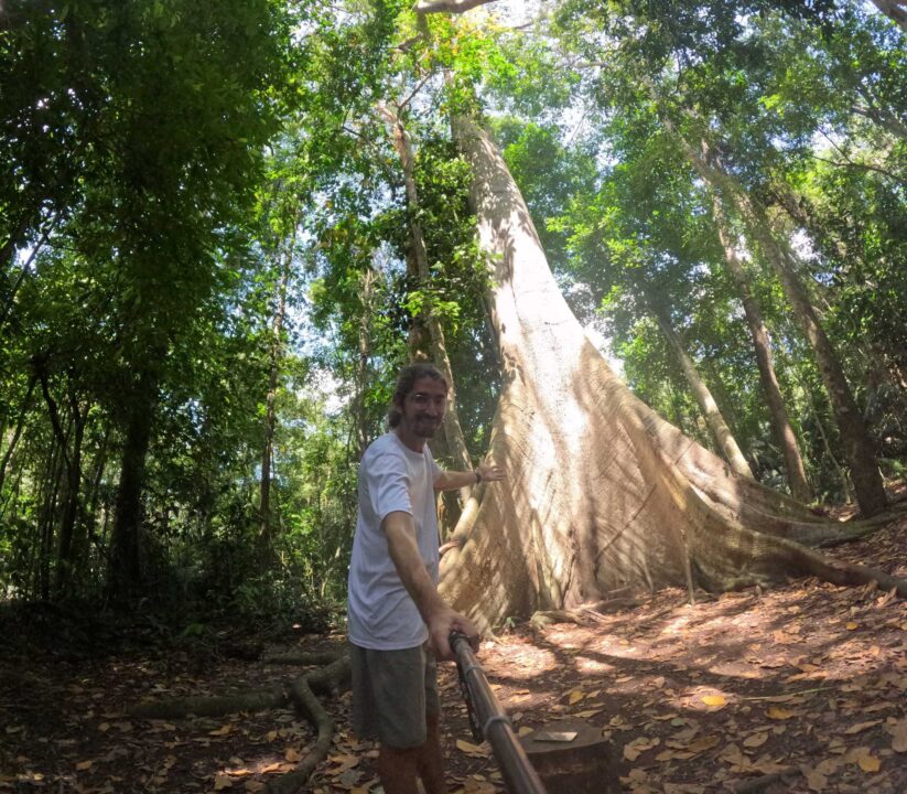 A Sumaúma do FLONA Jamaraquá - Tapajós - Alter do Chão - PA - Vamos Trilhar