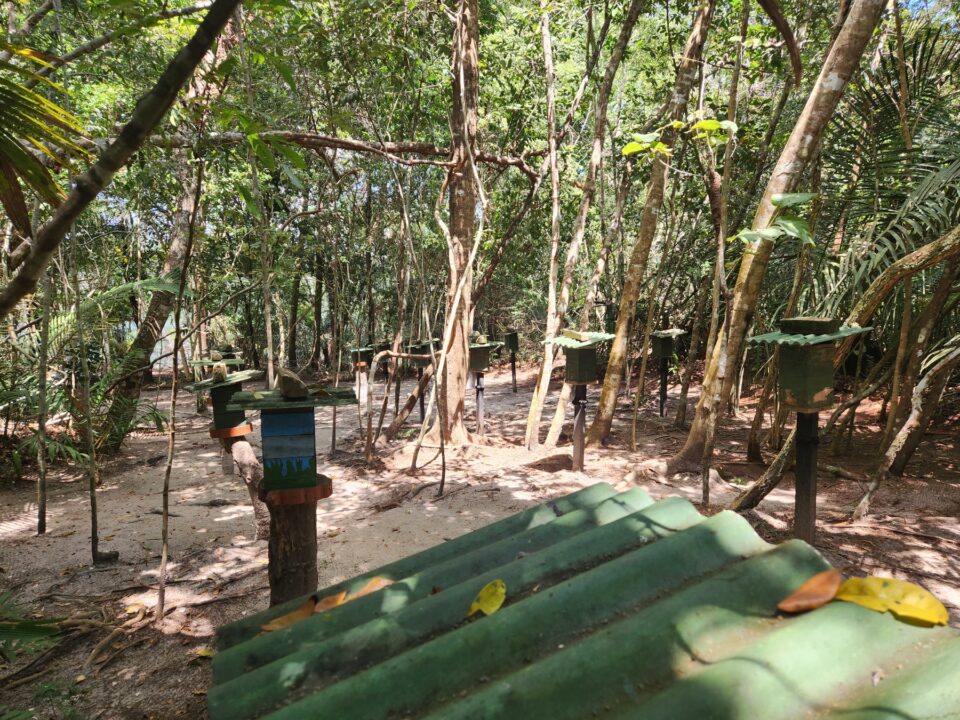 Abelhas da Comunidade Coroca - Passeio das Tartarugas Amazônicas - Alter do Chão - PA - Vamos Trilhar