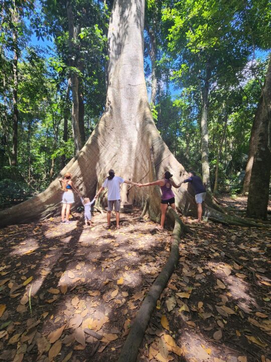 Abraçando a Sumaúma do FLONA Jamaraquá - Tapajós - Alter do Chão - PA - Vamos Trilhar