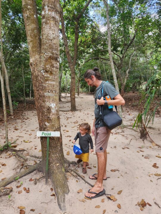 Árvores na trilha da Comunidade Coroca - Passeio das Tartarugas Amazônicas - Alter do Chão - PA - Vamos Trilhar