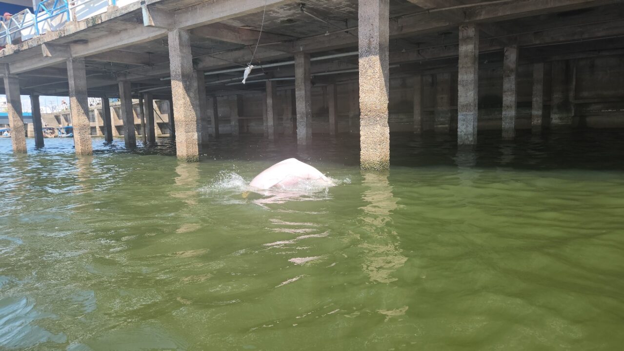 Boto cor de rosa no mercado de peixes de Santarém - Canal do Jari - Alter do Chão - PA - Vamos Trilhar