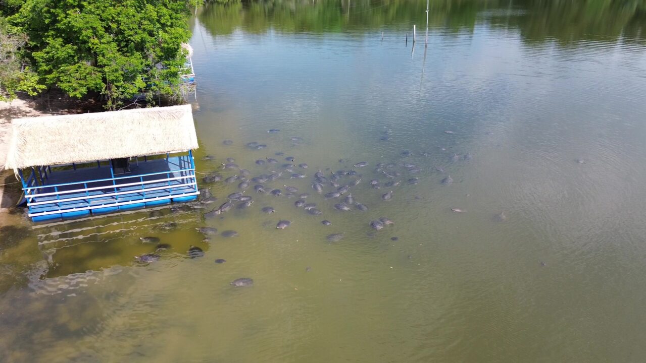 Dicas para o Passeio das Tartarugas Amazônicas - Alter do Chão - PA - Vamos Trilhar