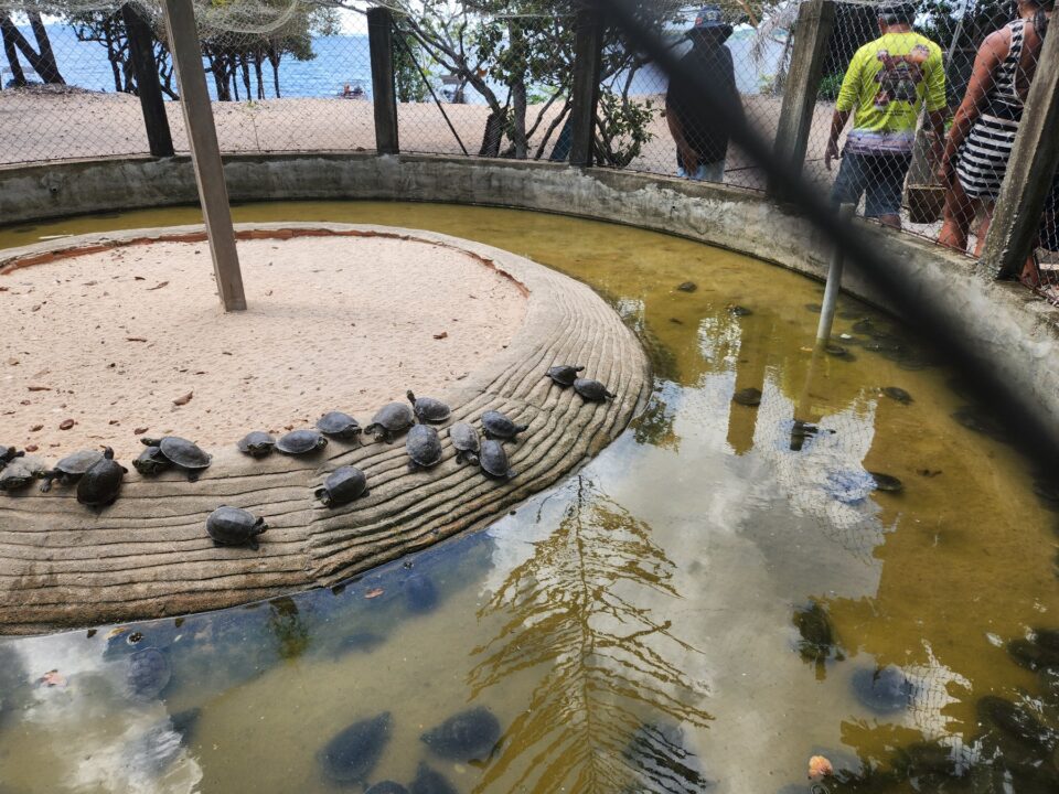 Filhotes de Tartaruga na Comunidade Coroca - Passeio das Tartarugas Amazônicas - Alter do Chão - PA - Vamos Trilhar