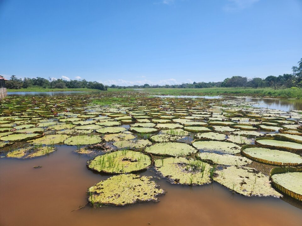 Jardim de vitórias-régia da Dona Dulce - Canal do Jari - Alter do Chão - PA - Vamos Trilhar