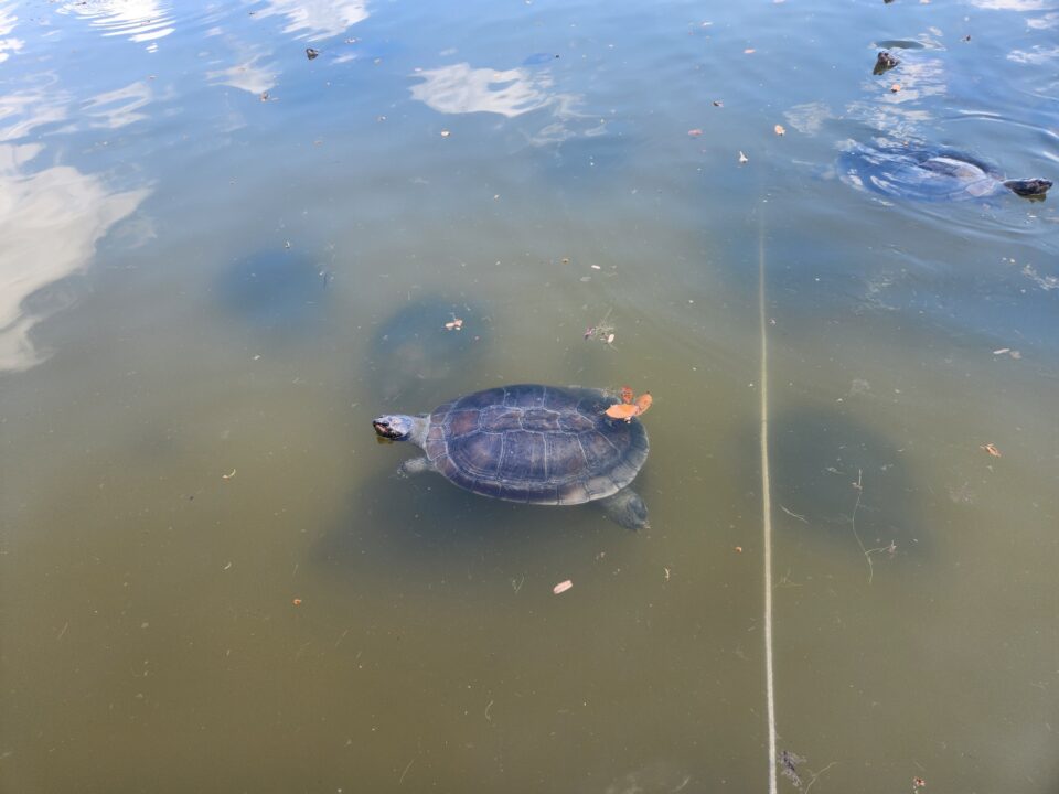 Melhor época para fazer o Passeio das Tartarugas Amazônicas - Alter do Chão - PA - Vamos Trilhar