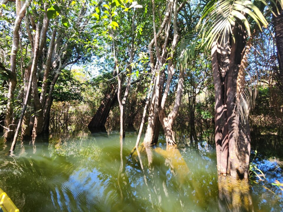 Navegando na Floresta Encantanda - Alter do Chão - PA - Vamos Trilhar