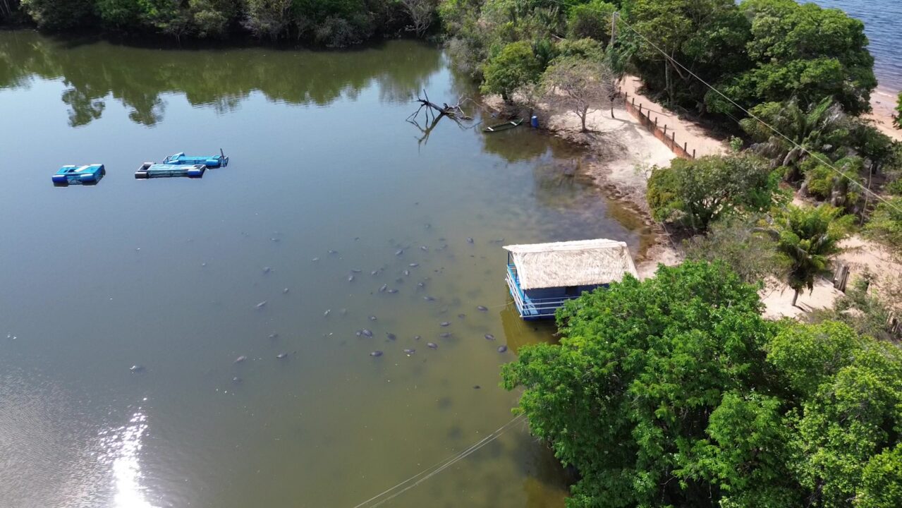 O que é o Passeio das Tartarugas Amazônicas - Alter do Chão - PA - Vamos Trilhar