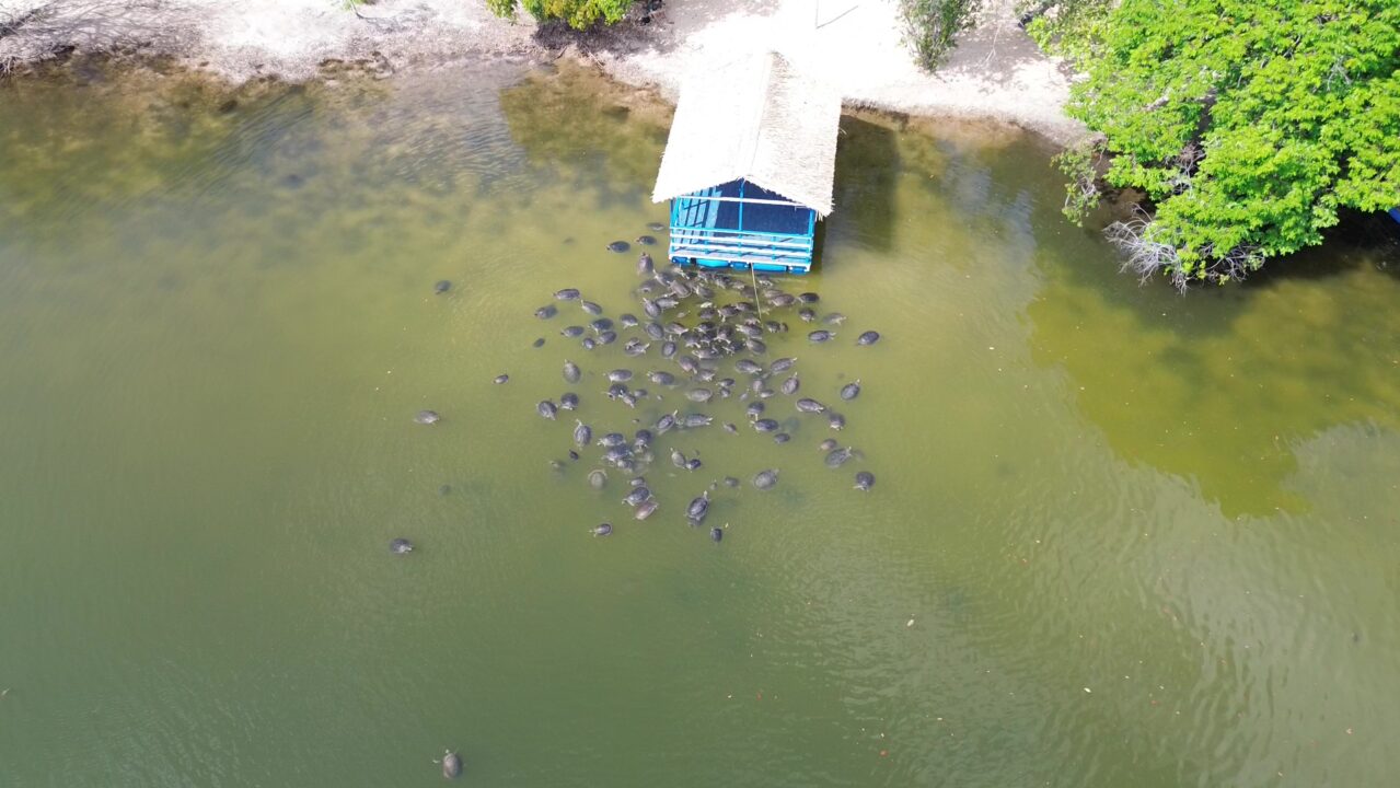Passeio das Tartarugas Amazônicas no Rio Arapiuns guia completo em Alter do Chão (PA) - Vamos Trilhar
