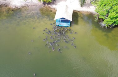 Passeio das Tartarugas Amazônicas no Rio Arapiuns: guia completo em Alter do Chão (PA)