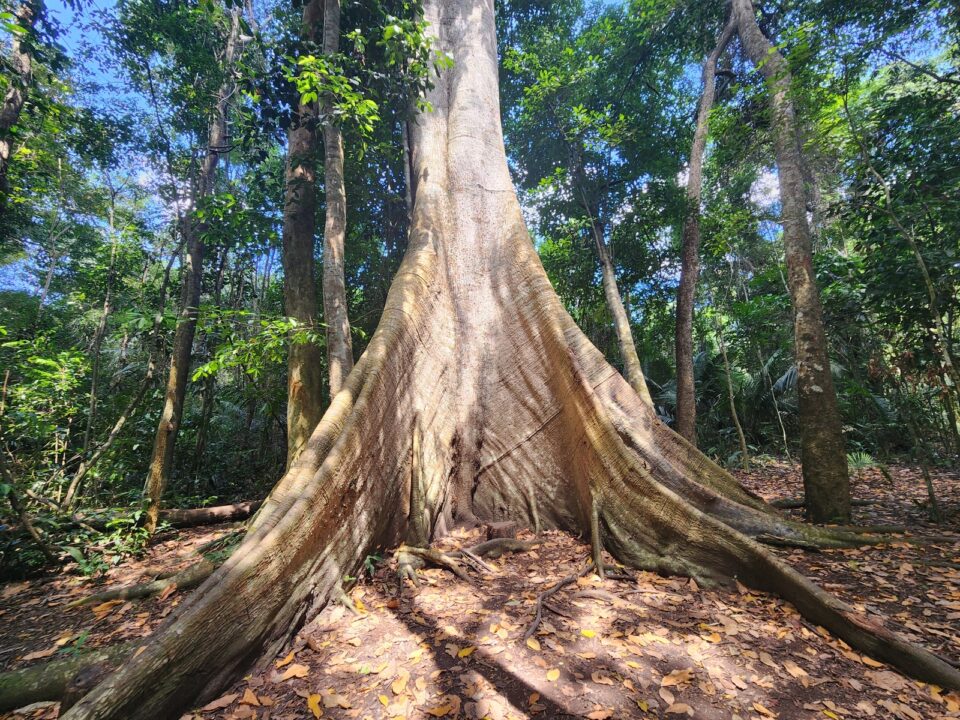 Quanto custa o passeio do FLONA do Tapajós - Alter do Chão - PA - Vamos Trilhar