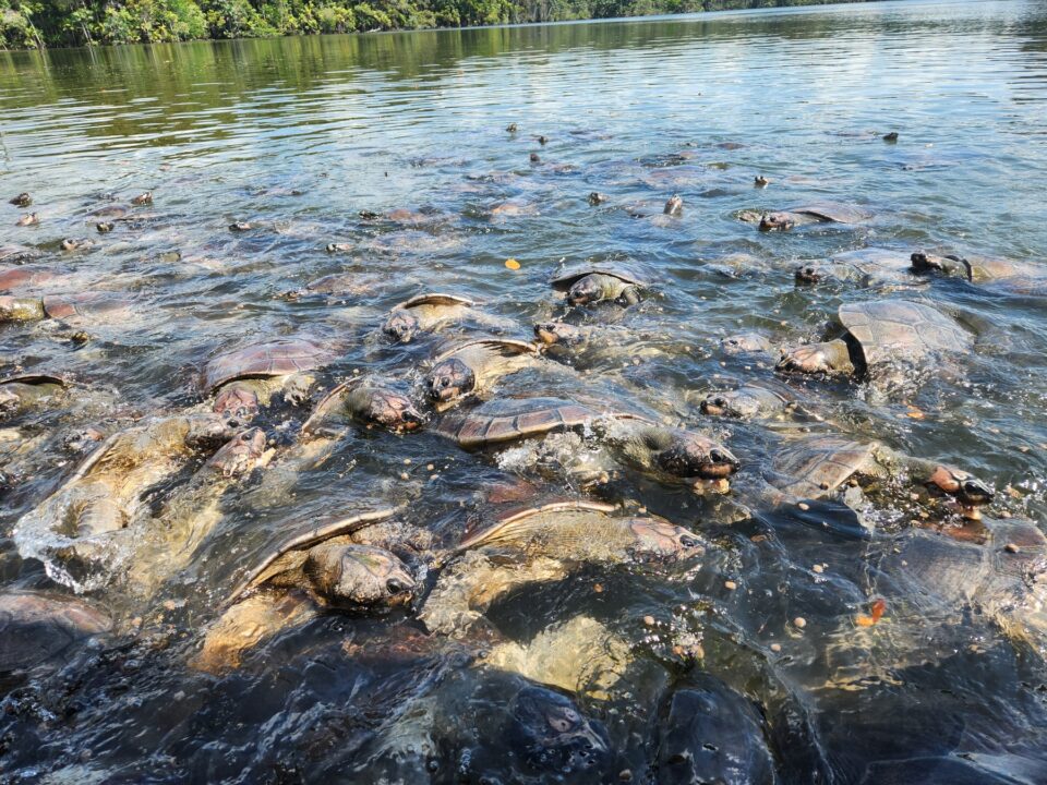 Tartarugas Gigantes na Comunidade Coroca - Passeio das Tartarugas Amazônicas - Alter do Chão - PA - Vamos Trilhar