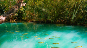 Rio Formoso em Bonito, Mato Grosso do Sul, com águas cristalinas