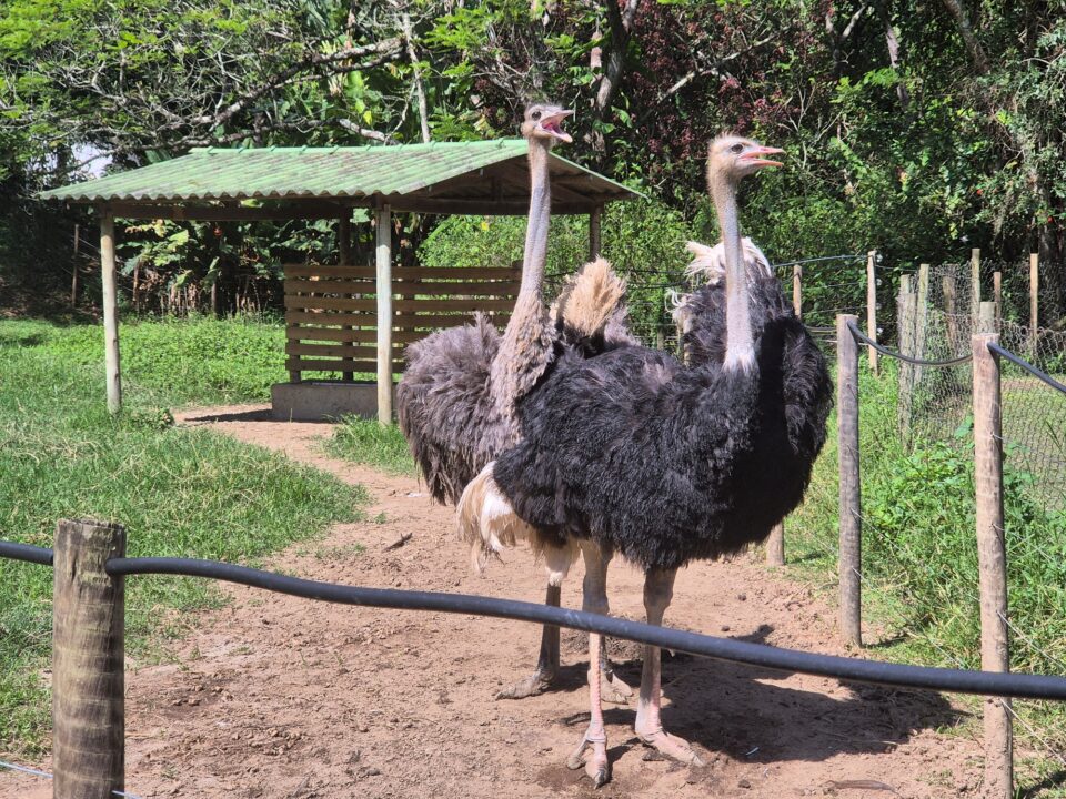 Avestruz no Hotel Fazenda Cascatinha - Piraí - RJ - Vamos Trilhar