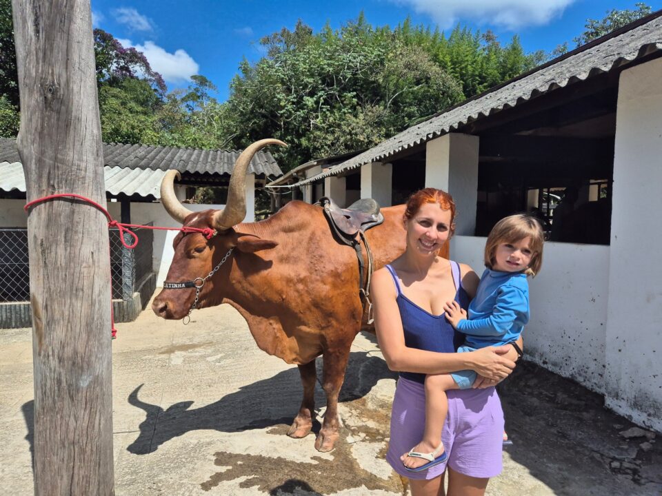 Boi no Hotel Fazenda Cascatinha - Piraí - RJ - Vamos Trilhar