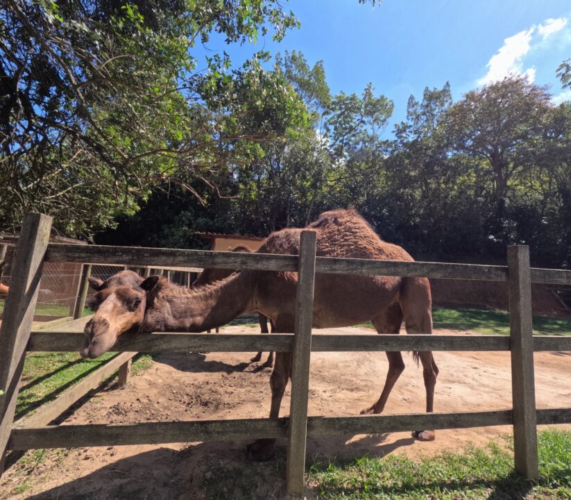 Dromedário no Hotel Fazenda Cascatinha - Piraí - RJ - Vamos Trilhar